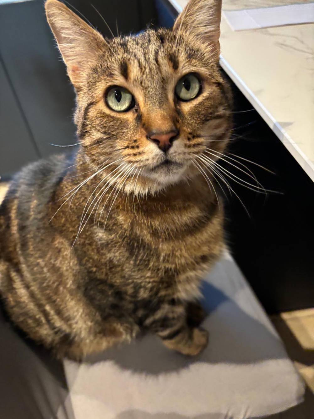 chat tigré