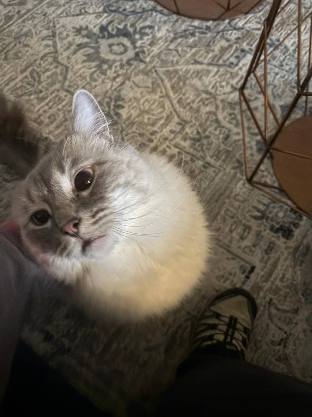 garde chat à domicile près de Hussigny-Godbrange