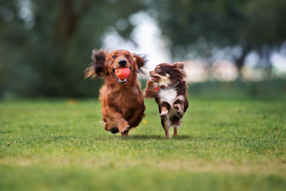 pension canine