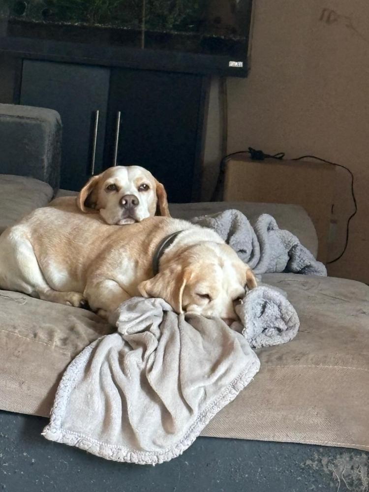 Chiens labrador
