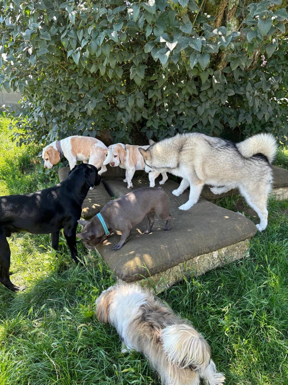 chiens extérieur