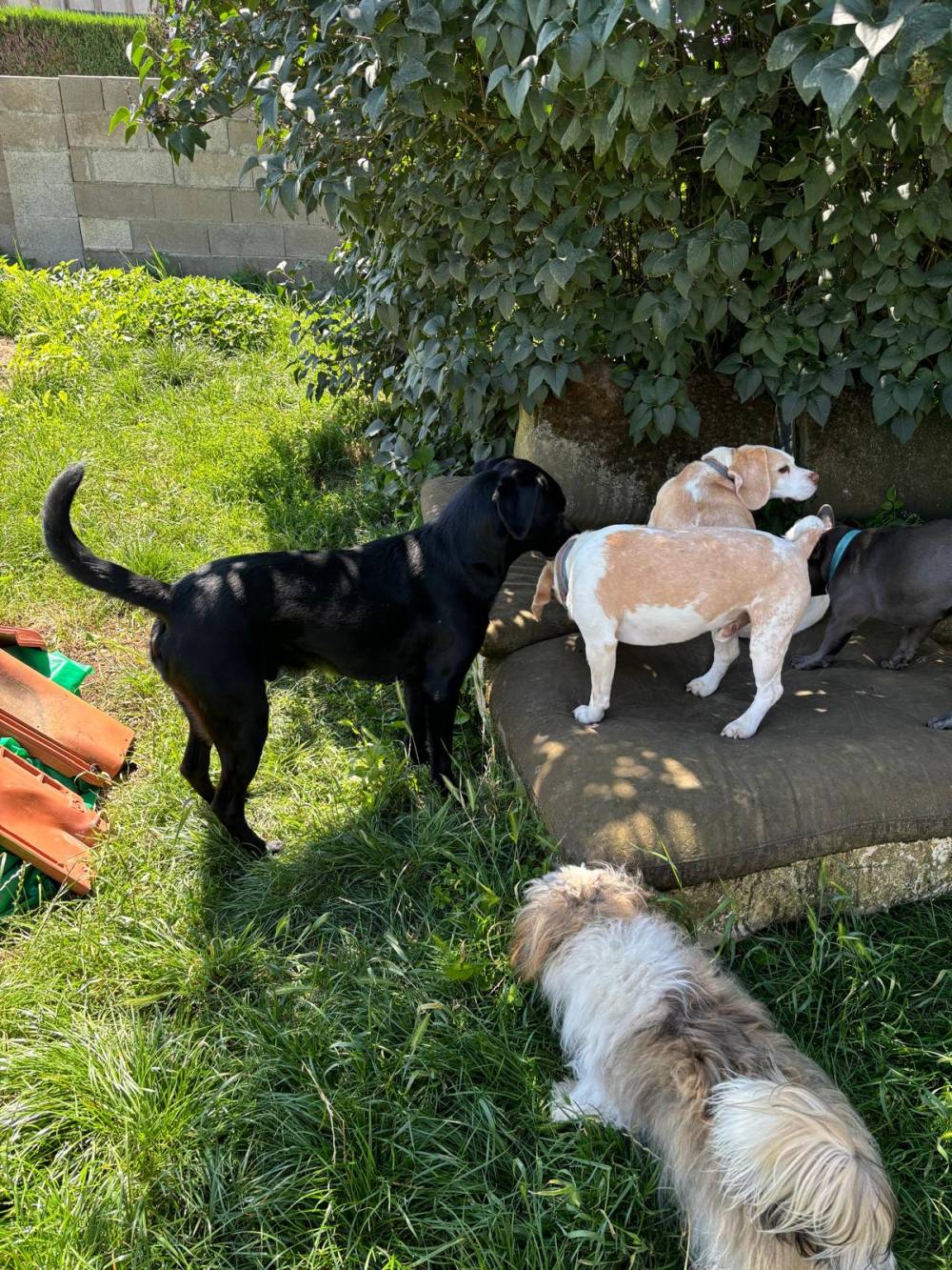 chiens