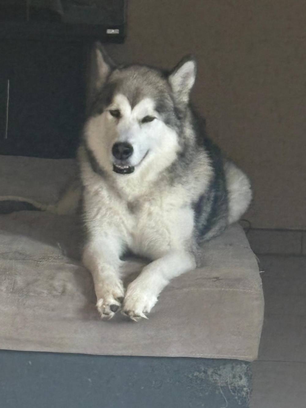Husky