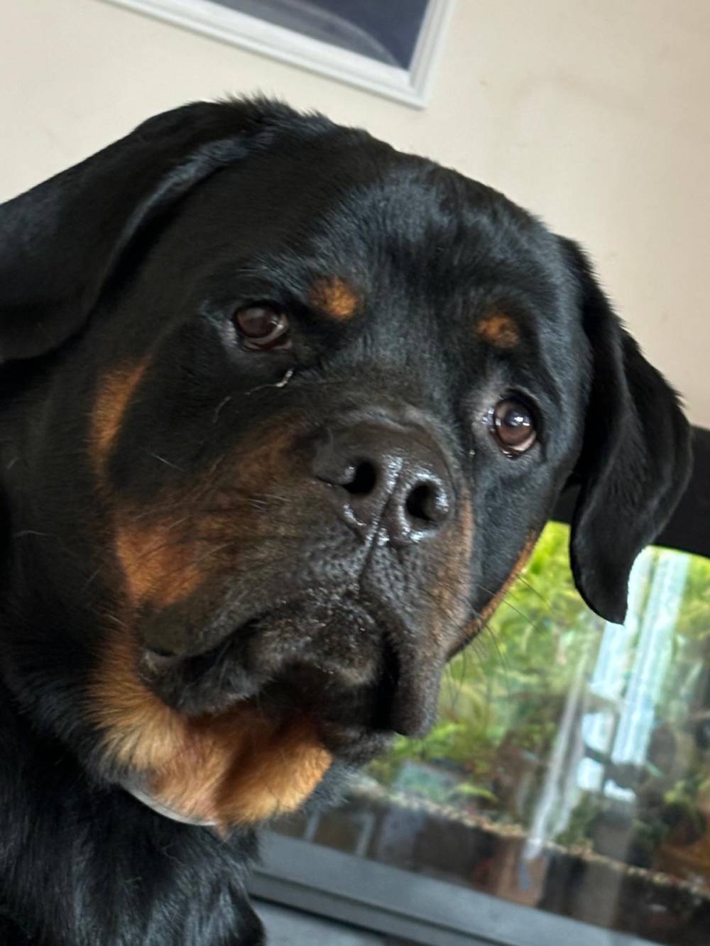 pension canine près de Hussigny-Godbrange