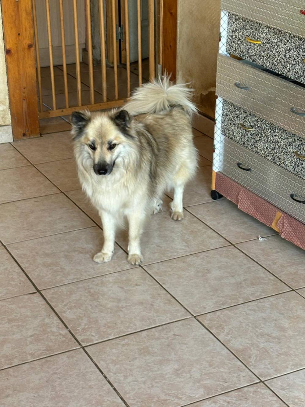 chien