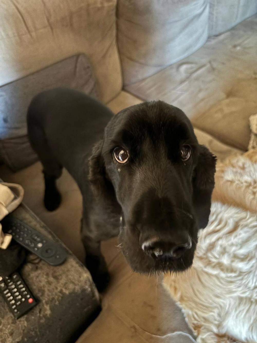 pension chien près de Hussigny-Godbrange