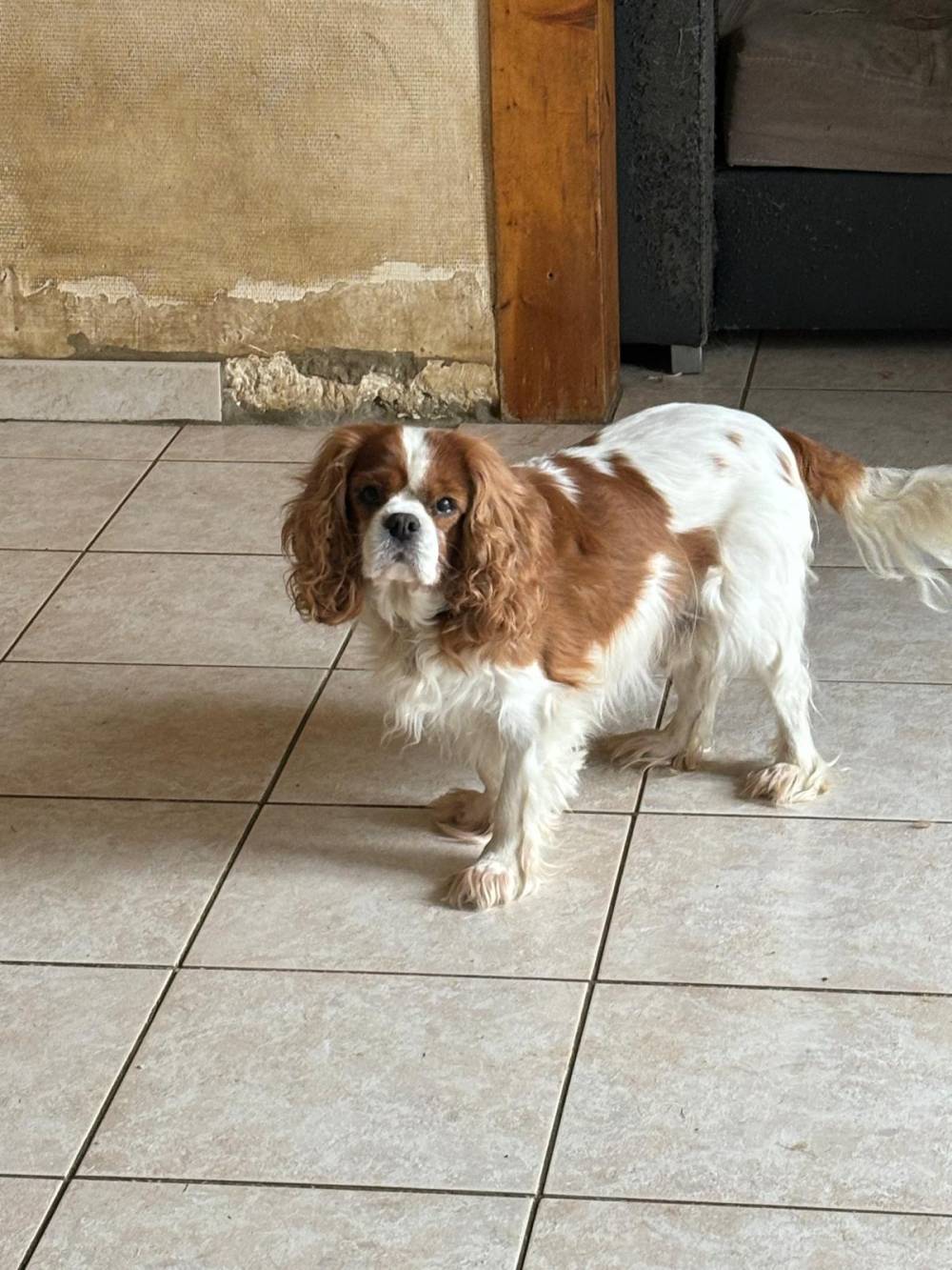 cavalier king charle