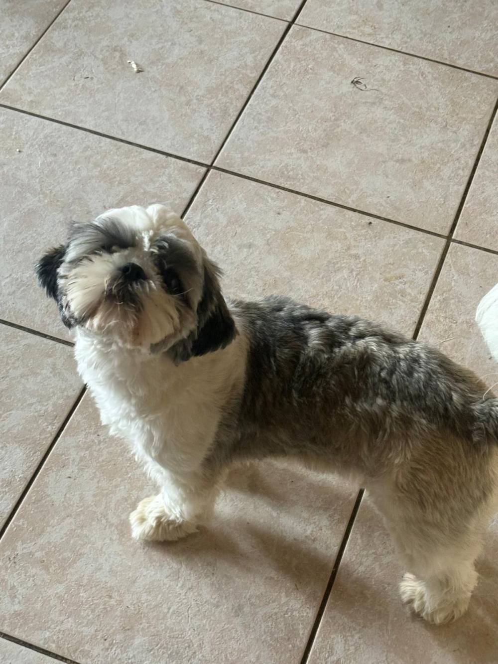 shih tzu