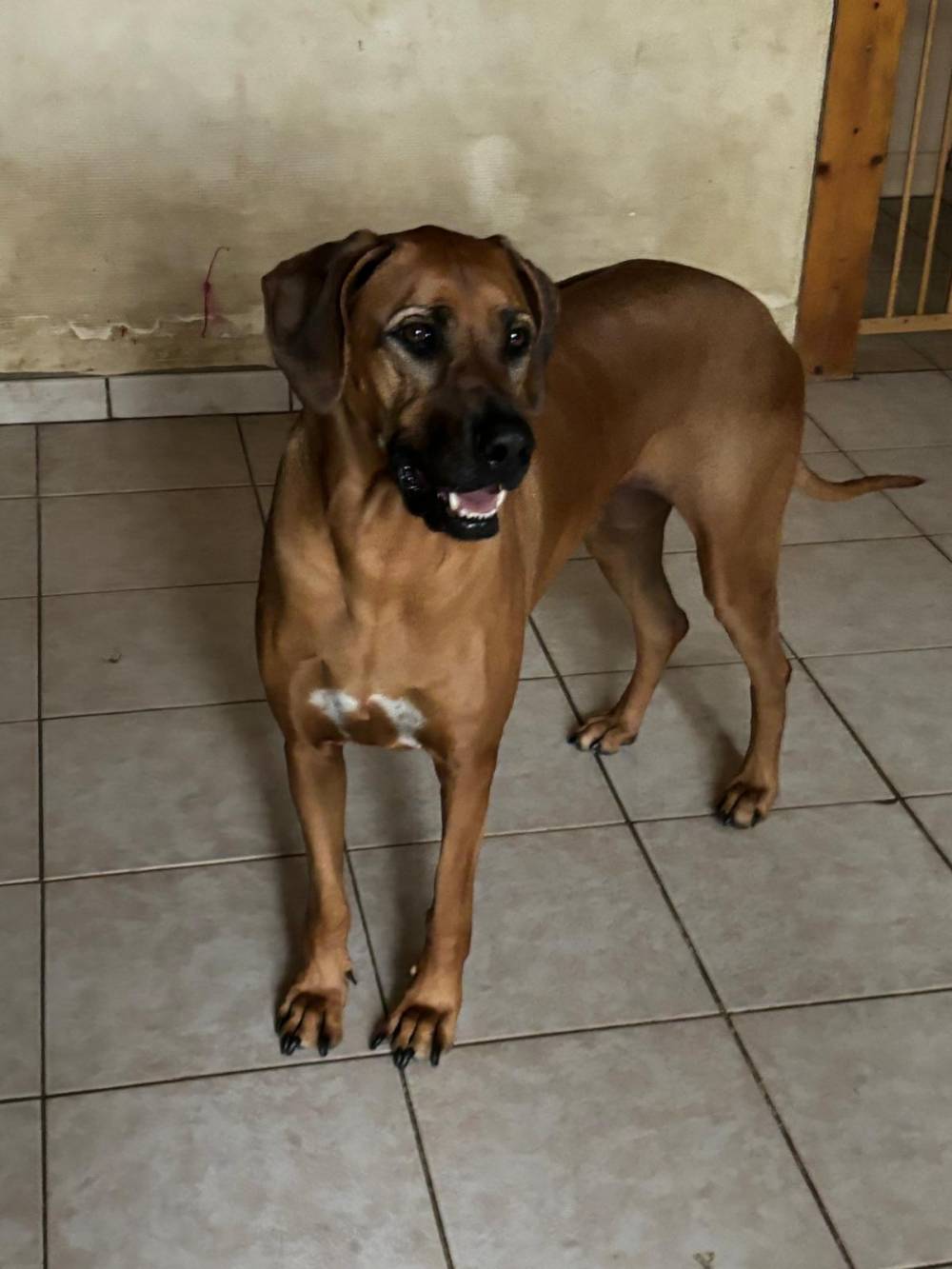 boxer