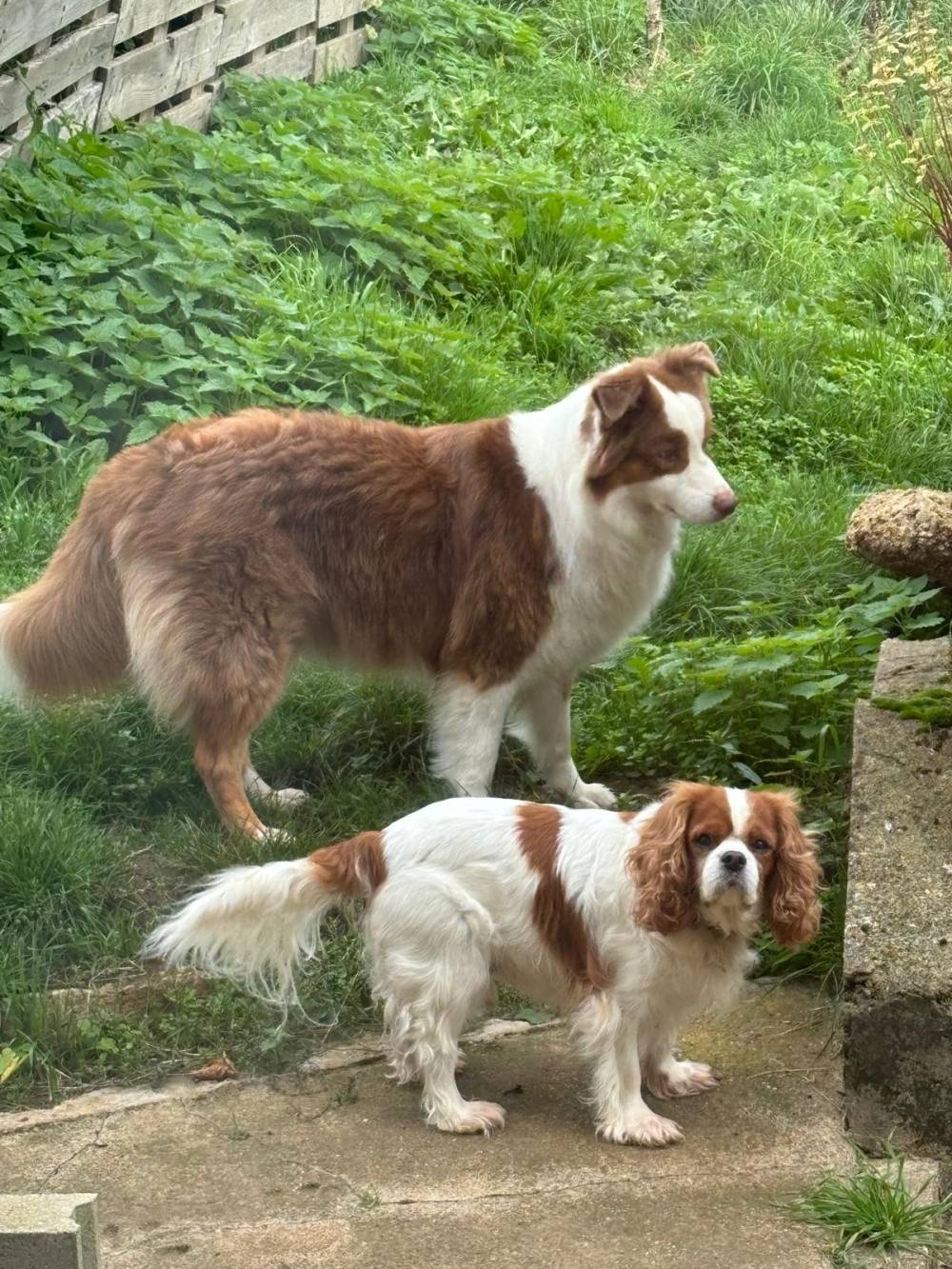 cavalier et berger