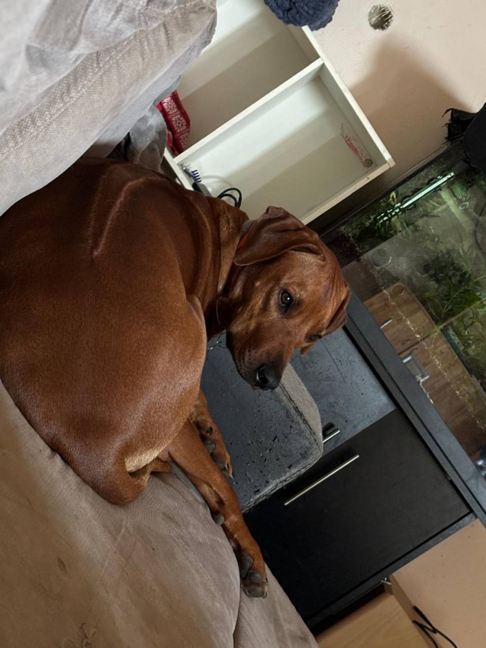 chien marron