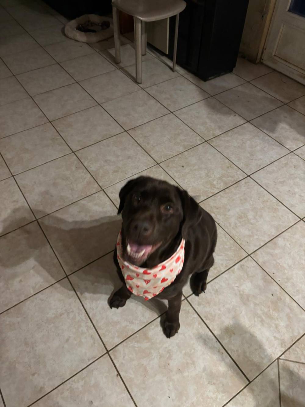 labrador