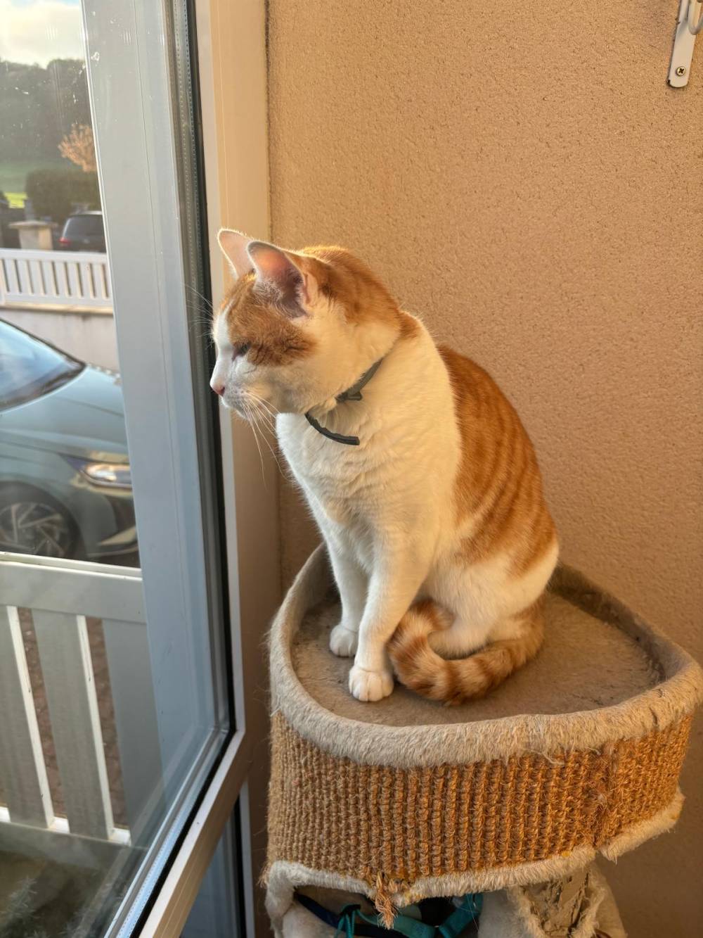 chat roux