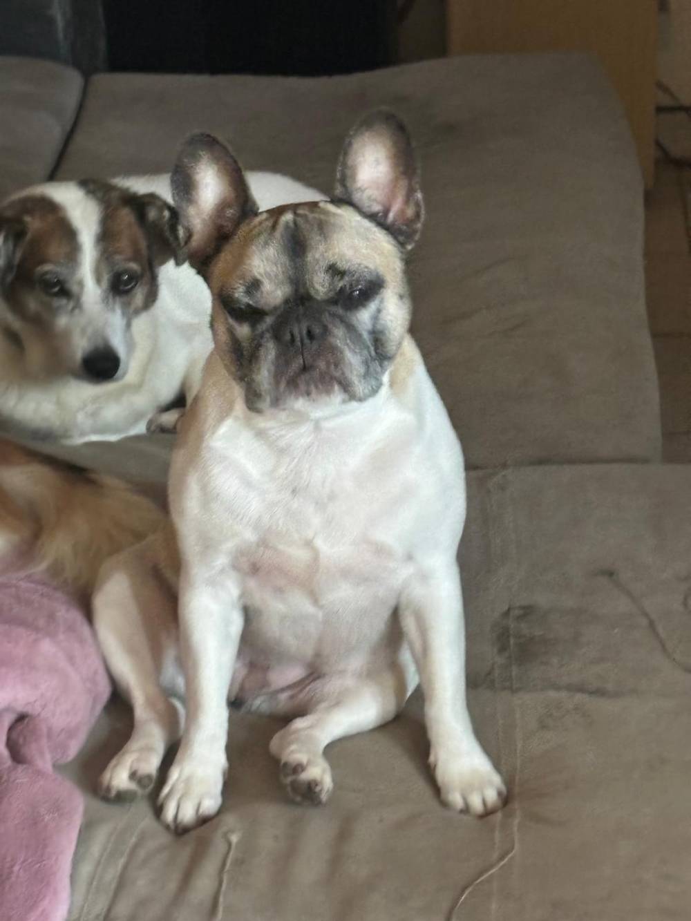 garde animaux de compagnie près de Hussigny-Godbrange