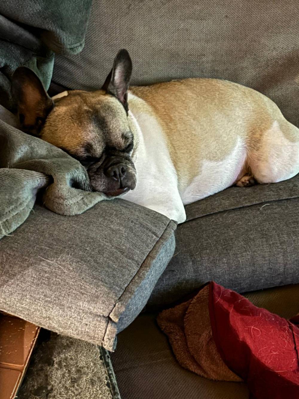 bouledogue sieste