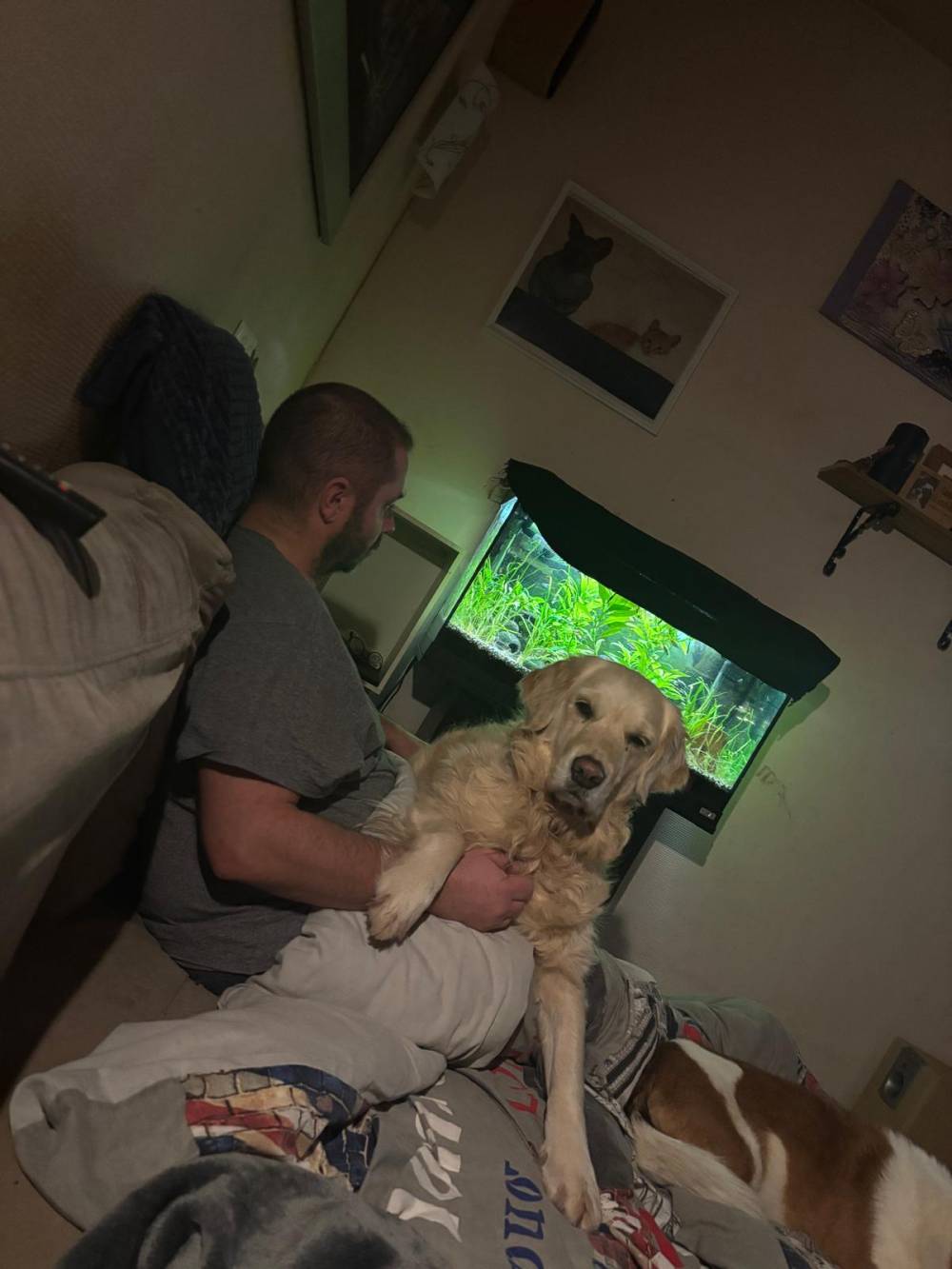 golden retriever